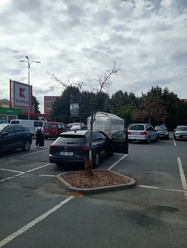 Několik let mrtvý javor u Kauflandu.
