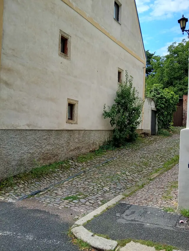 Špalírová hrušeň v zádlažbě nedaleko VZP – i takhle se dají pěstovat stromy ve městě.