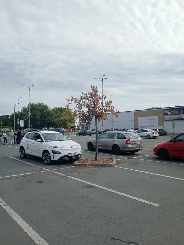 Umírající javor u Kauflandu.